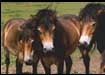 Exmoor- Ponys. Eine seltene Tierrasse